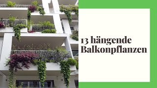 13 hängende Balkonpflanzen - Die schönsten Arten für Balkon und Terrasse