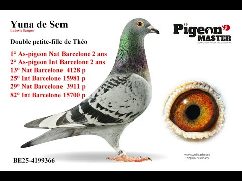 Pigeon master Ludovic Sempos  Yuna