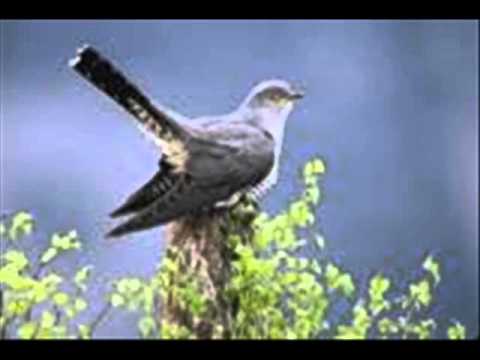 VITA BUDIMIROVIC - AJ MANDRUCO LA PADURE.