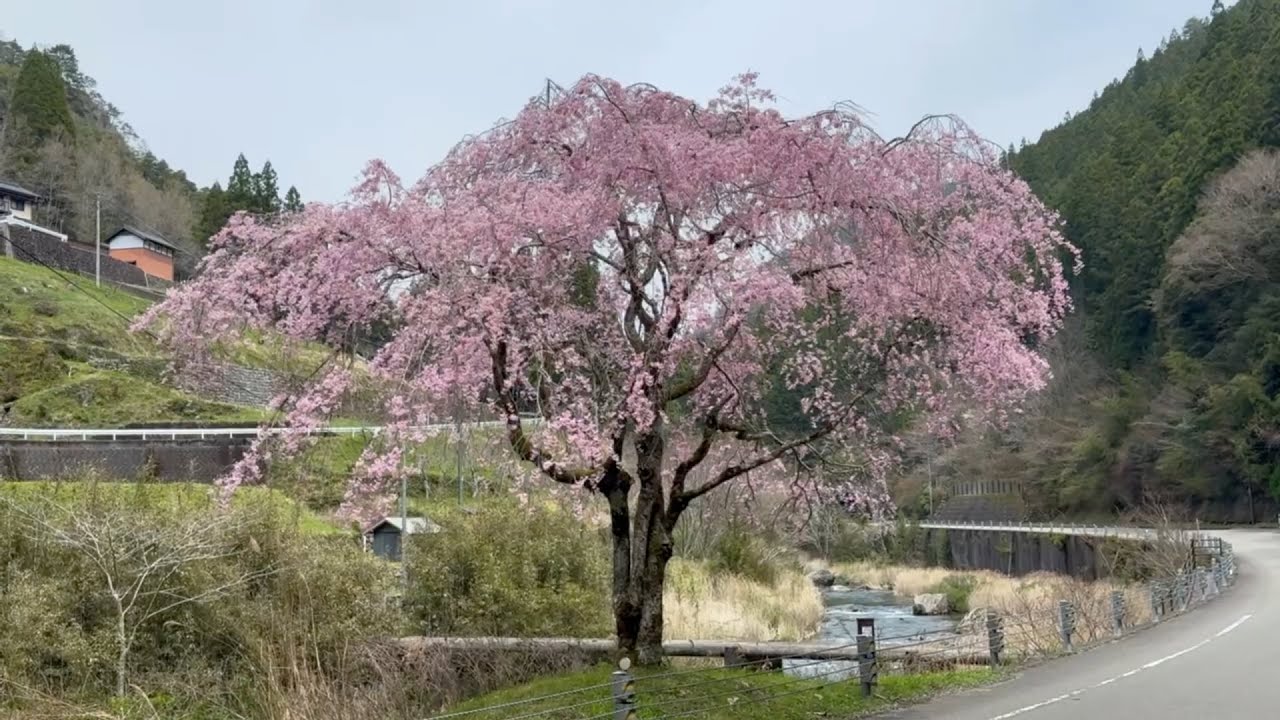 2026/04/06　撮り頃です！　中古屋沈下橋のしだれ桜　〜高知県梼原町〜