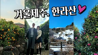 겨울제주,한라산 후기🌺 날씨,옷차림|동백포레스트|하트나무|런던베이글뮤지엄|오마카세오감