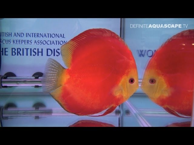 Discus fish of The British Discus Show - part 1