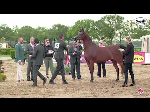 N 50 MIRWANAH KALLISTE   AH Weekend 2022   European C Show and SE Cup   Mares 10+ Years Old Class 12