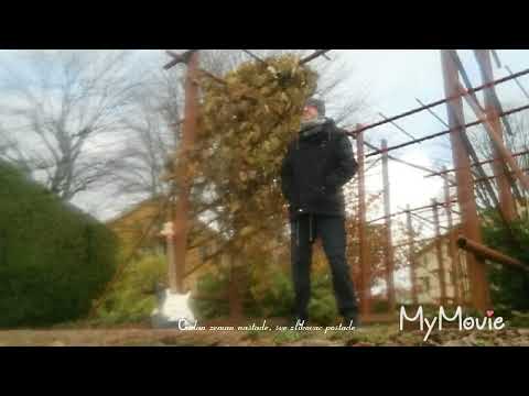 Svjetlo Kur"anskih listova(/live/13/12/2022/)