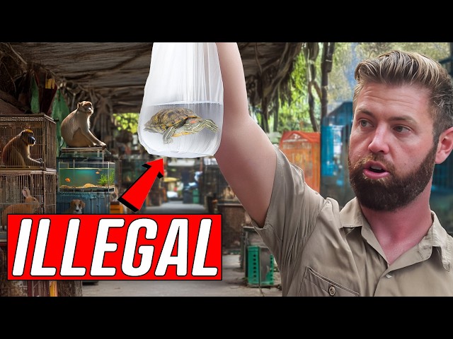 Undercover Inside an Illegal Exotic Animal Market SDDEFAULT Thumbnail