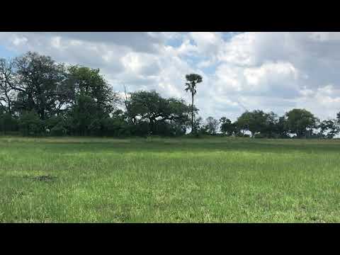 Jabu mingling With the ladies | Living With Elephants Foundation | Okavango Delta