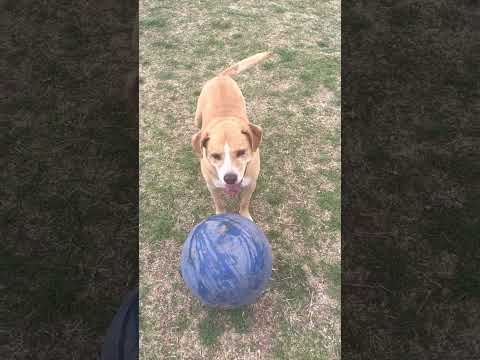 Chucky, an adoptable Terrier Mix in Lubbock, TX_image-1