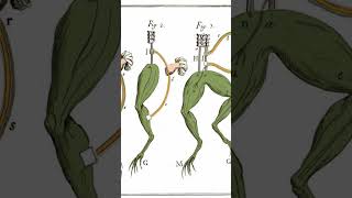 Can Frogs Power a Lightbulb? | Fascinating Horror Shorts