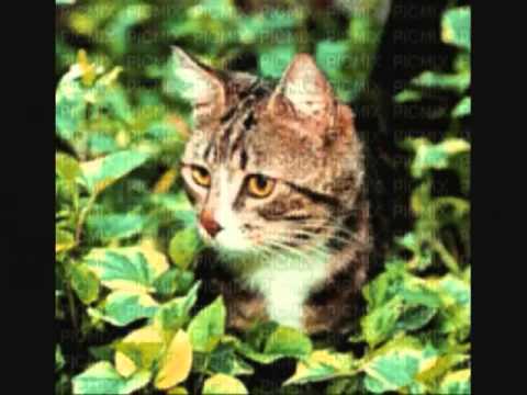 30min kołysanki dla dzieci piosenki kotki dwa miś coś ty kotku miał