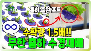 350평 20톤생산이 가능? ㅣ 수확량이 1.5가 되는 방법!! ㅣ 무한생산 수경재배