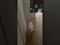 The Joy Of Creation Cat Mode