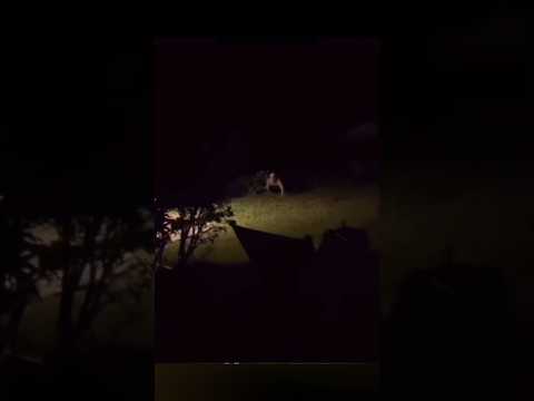 He Saw The Rake In His Yard? #scary