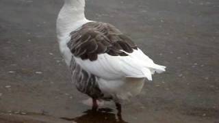 preview picture of video 'DOMESTIC GEESE'