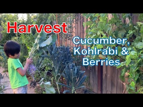 , title : 'Cucumber, Purple Kohlrabi & Berries | Backyard Garden Harvest & Tour'