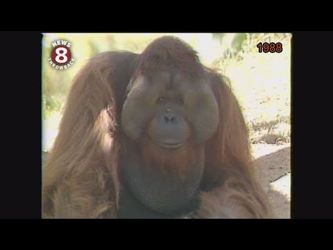 Ken Allen legendary San Diego Zoo escape artist