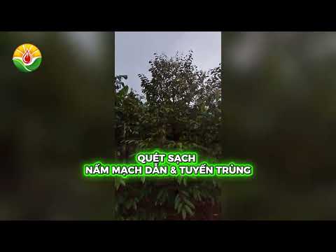 Ký Sự Thực Địa: Phác Đồ Giải Cứu Sầu Riêng Vàng Lá Thối Rễ Nặng Và Chiến Thuật Phục Hồi Cơi Đọt Mới