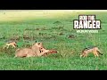 Topi Pride Of Lions With Breakfast LIVE From Maasai Mara Zebra Plains