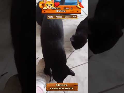 Vídeo de Pretinhos ????