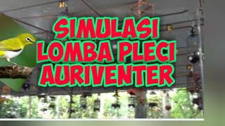Download lagu Simulasi lomba pleci Auriventer untuk melatih mental saat di gantangan mp3