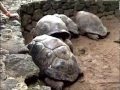 One Day In A Zoo With The Tortoise Family Pack
