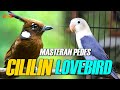 MASTERAN CILILIN VS LOVEBIRD DURASI PANJANG AUDIO JERNIH