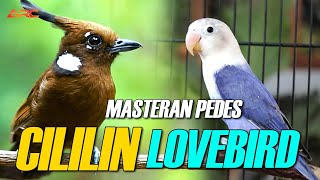 Download lagu MASTERAN CILILIN VS LOVEBIRD DURASI PANJANG AUDIO JERNIH mp3