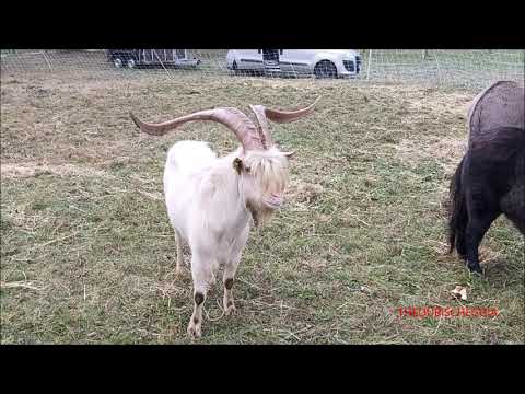 IL CAPRONE, I PONI E L' ASINELLO ALLA FIERA DI S. MARTINO A CASTELDELFINO (CN) DOM. 18 - 10 - 2020.