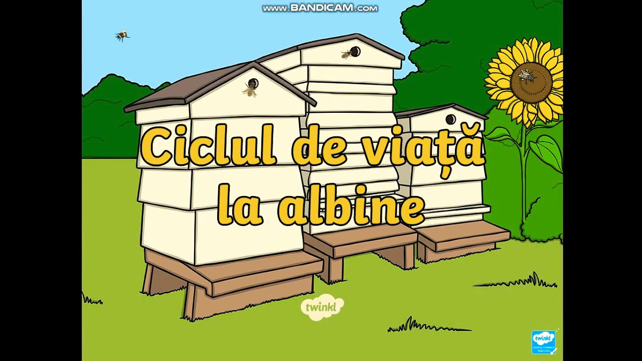 Ciclul de via?? la albine ??