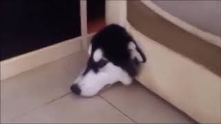 【ニヤけたら負け】愛犬面白ハプニング集