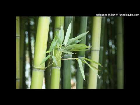 Tre Việt Nam Sheet - Mạnh Hùng