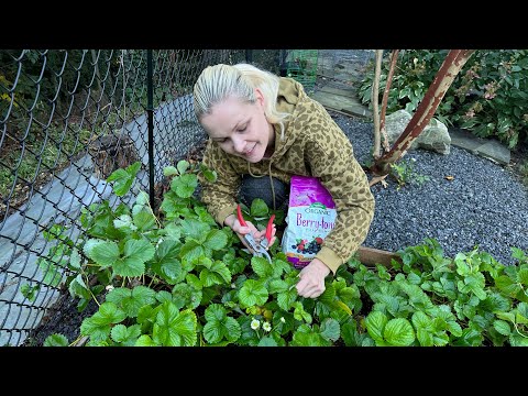 , title : 'FALL STRAWBERRY CARE🍓WINTERIZING STRAWBERRY PLANTS🙌'