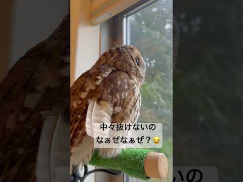 IUCN分類における絶滅の危険性を示す図。