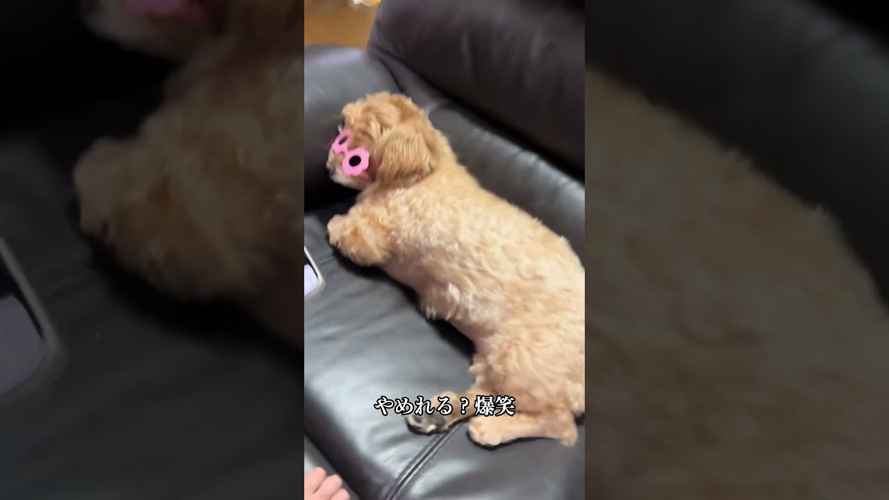 最後wwwww #沖縄 #犬 #マルプー