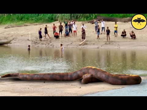5 Prehistoric Snakes Caught on Camera & Spotted in Real Life.