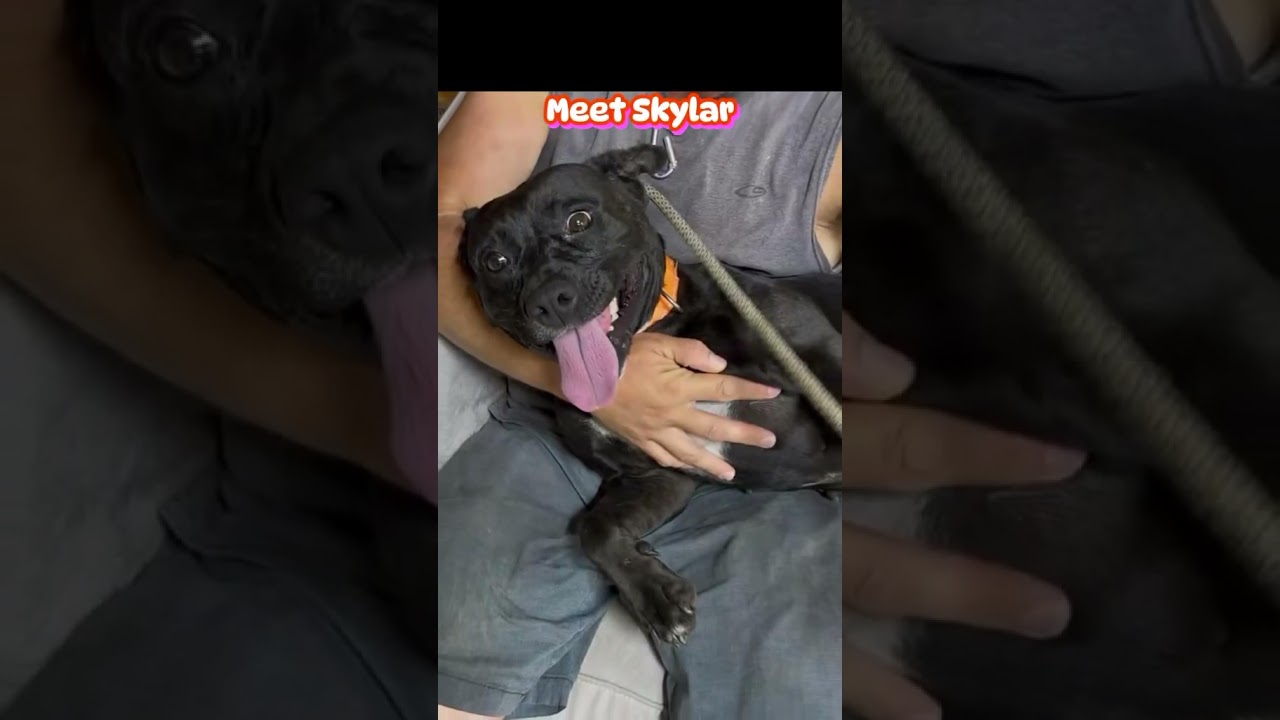 Enlarge Skylar, a Adoptable Mixed Breed in Plain City, OH video 6/6