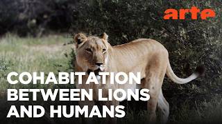 Living with Lions | ARTE.tv Documentary