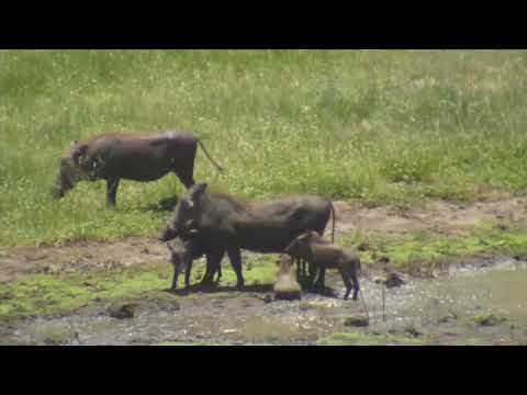 Djuma: Warthog family of six(4 piglets) - 11:25 - 01/23/19
