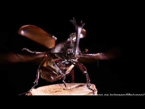 カブトムシの飛翔スローモーション