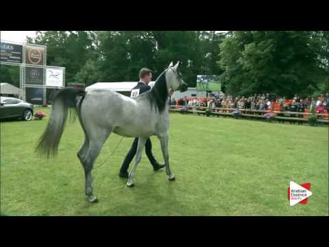 N.211 NASEEM AL RASHEDIAH - Bruges 2016 - Egyptian Colts 2-3 years (Class 110)