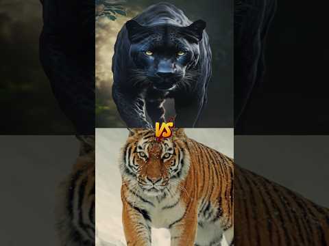 animal fight showdowns (black panther, tiger, lion, elephant, cheetah..... )#animals #lion #elephant