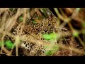 Bhadra Wildlife Sanctuary In Karnataka I Documentary By Karnataka Forest Department I