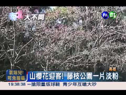 來藤枝泡湯! 梅櫻散落宛如白雪