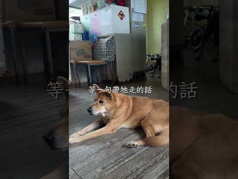 小菜-網紅與善的距離 - 第2集《貓狗知道》投票區