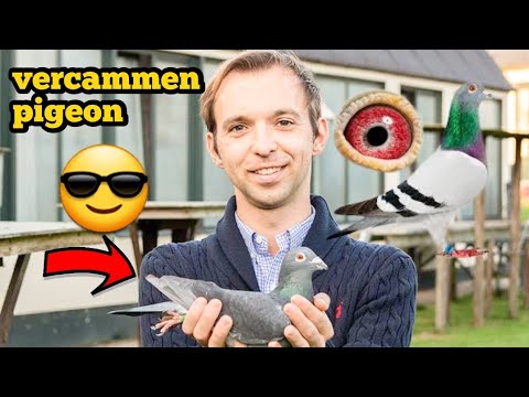 Hok Jos Vercammen racing pigeon:1° National Champion Heavy MiddleDistance Old birds & Yearlings 2022