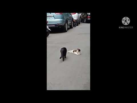 O.M.G PUSA MALA TAO UMASTA😯