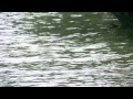 Duckies