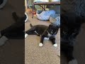 Play Time With A Tuxedo Cat Shorts