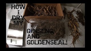 How I Dry My Ginseng, And Goldenseal.