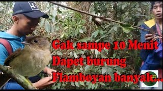 Download lagu Pikat Burung Flamboyan || Dapat Banyak mp3