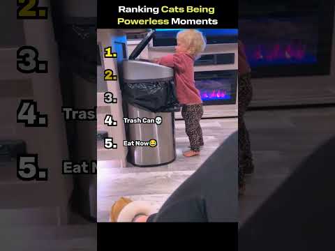 Ranking Cats Being Powerless Moments